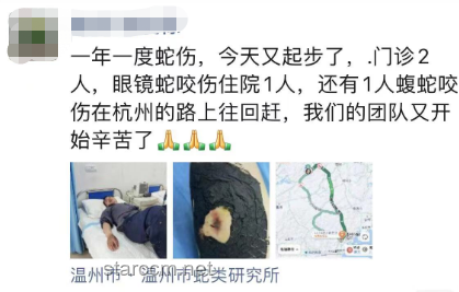 女生河边散步遇蝮蛇咬伤处理指南